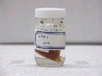 藏品(角箱魨)的圖片